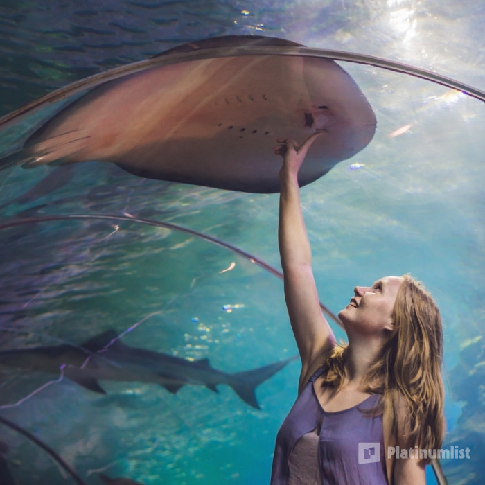 Dubai Aquarium & Underwater Zoo - Ray Encounter in Dubai: Gallery Photo nkex2v Dubai Aquarium & Underwater Zoo - Ray Encounter in Dubai: Gallery Photo nkex2v