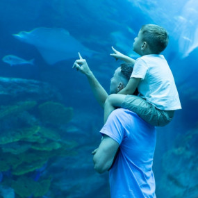 Dubai Aquarium & Underwater Zoo - Ray Encounter in Dubai: Gallery Photo 35yb2m Dubai Aquarium & Underwater Zoo - Ray Encounter in Dubai: Gallery Photo 35yb2m