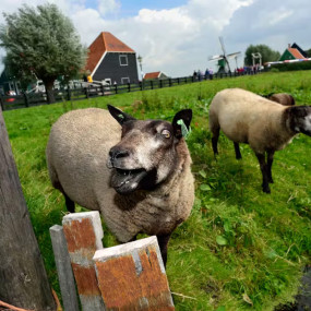 Photo de Zaanse Schans Windmills: Half-Day Guided Tour + Transport dans Amsterdam : Galerie Photo zv6ew4