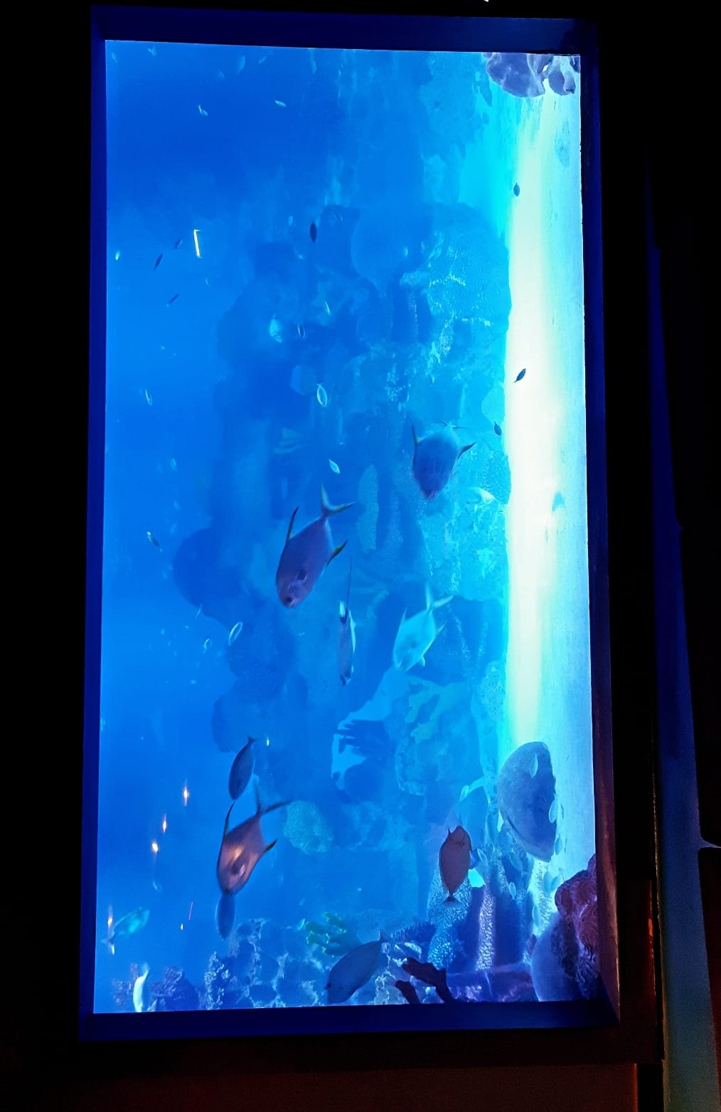 Φωτογραφία από το Istanbul: Emaar Aquarium + SkyView Combo στο Istanbul: Φωτογραφία γκαλερί 3pj690