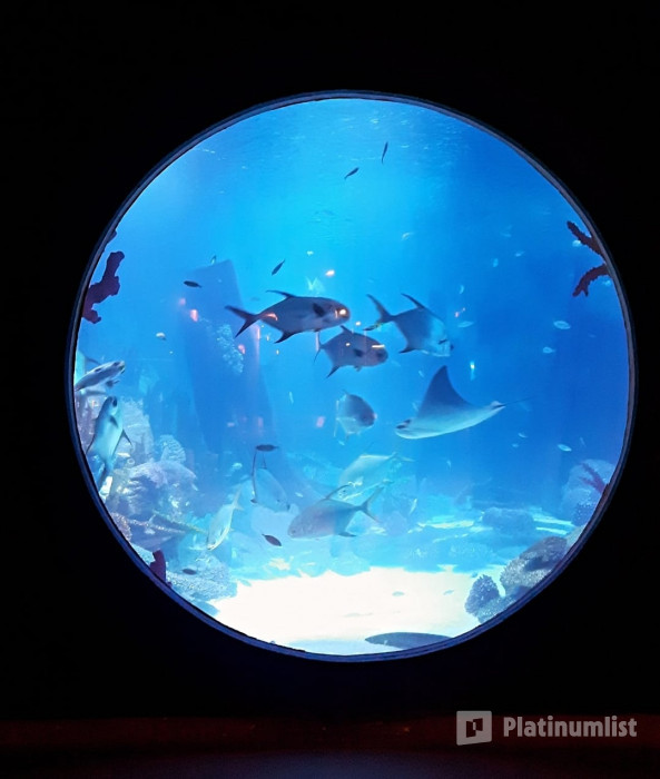 Istanbul: Emaar Aquarium + SkyView Combo in Istanbul: Gallery Photo zod5m0
