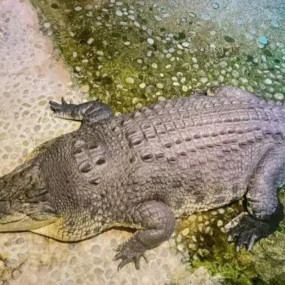 Dubai Aquarium & Underwater Zoo - King Crock Encounter in Dubai: Gallery Photo n0vbj9 Dubai Aquarium & Underwater Zoo - King Crock Encounter in Dubai: Gallery Photo n0vbj9