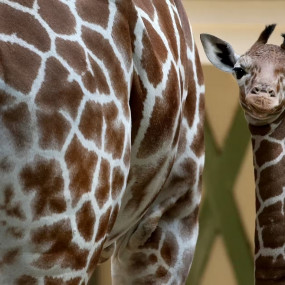 ARTIS Amsterdam Royal Zoo: Entry Ticket in Amsterdam : Galerie de photos 3e7kow