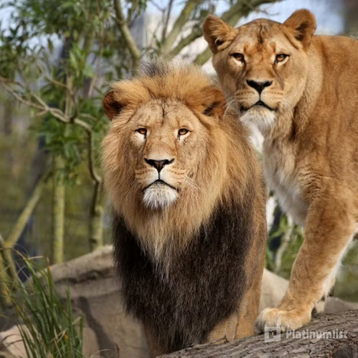 ARTIS Amsterdam Royal Zoo: Entry Ticket in Amsterdam : Galerie de photos 34j2gv