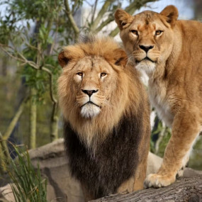 ARTIS Amsterdam Royal Zoo: Entry Ticket in Amsterdam : Galerie de photos 34j2gv