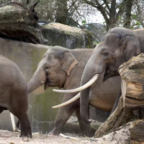ARTIS Amsterdam Royal Zoo: Entry Ticket in Amsterdam : Galerie de photos 3bjxep