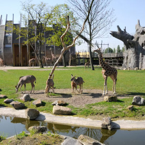 Фотография с Blijdorp Rotterdam Zoo: Skip The Line Ticket в Rotterdam: Галерея фото 3j590y