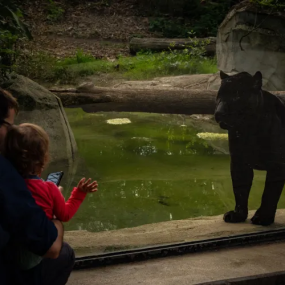n2659j استديو الصور :باريس في Paris Zoological Park: Entry Ticket n2659j استديو الصور :باريس في Paris Zoological Park: Entry Ticket