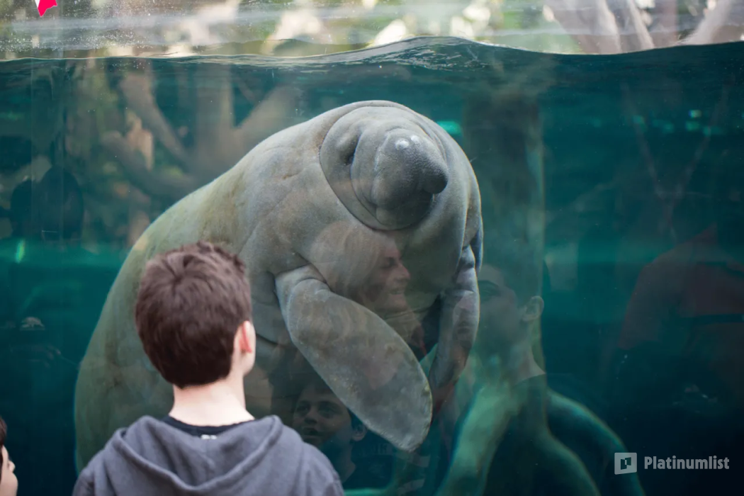 3e7kd0 استديو الصور :باريس في Paris Zoological Park: Entry Ticket