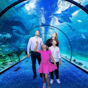 The National Aquarium Abu Dhabi in Abu Dhabi: Gallery Photo zg46m4 The National Aquarium Abu Dhabi in Abu Dhabi: Gallery Photo zg46m4