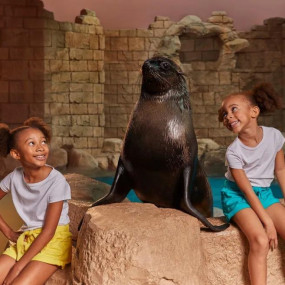 Sea Lion Experiences at Atlantis The Palm in Dubai : Galerie de photos 3d7y66
