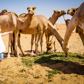 Photo from Overnight Red Dune Desert Safari with Dune Bashing, BBQ & Breakfast in Dubai: Gallery Photo 3pj5g0