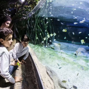 Seville Aquarium: Entry Ticket в Seville: Галерея фото n69wgw Seville Aquarium: Entry Ticket в Seville: Галерея фото n69wgw