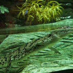 Фотография с Seville Aquarium: Entry Ticket в Seville: Галерея фото 3pj5x8