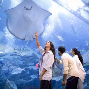 Photo from Dubai Aquarium & Underwater Zoo - Regular Pass in Dubai: Gallery Photo zodkv6