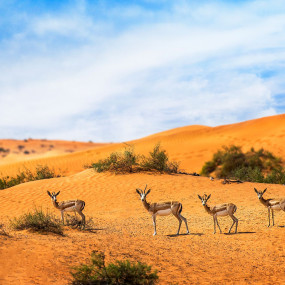 Photo from 5* Stay at The Ritz Carlton Al Wadi Desert Resort Ras Al Khaimah in RAK: Gallery Photo n2jqjz