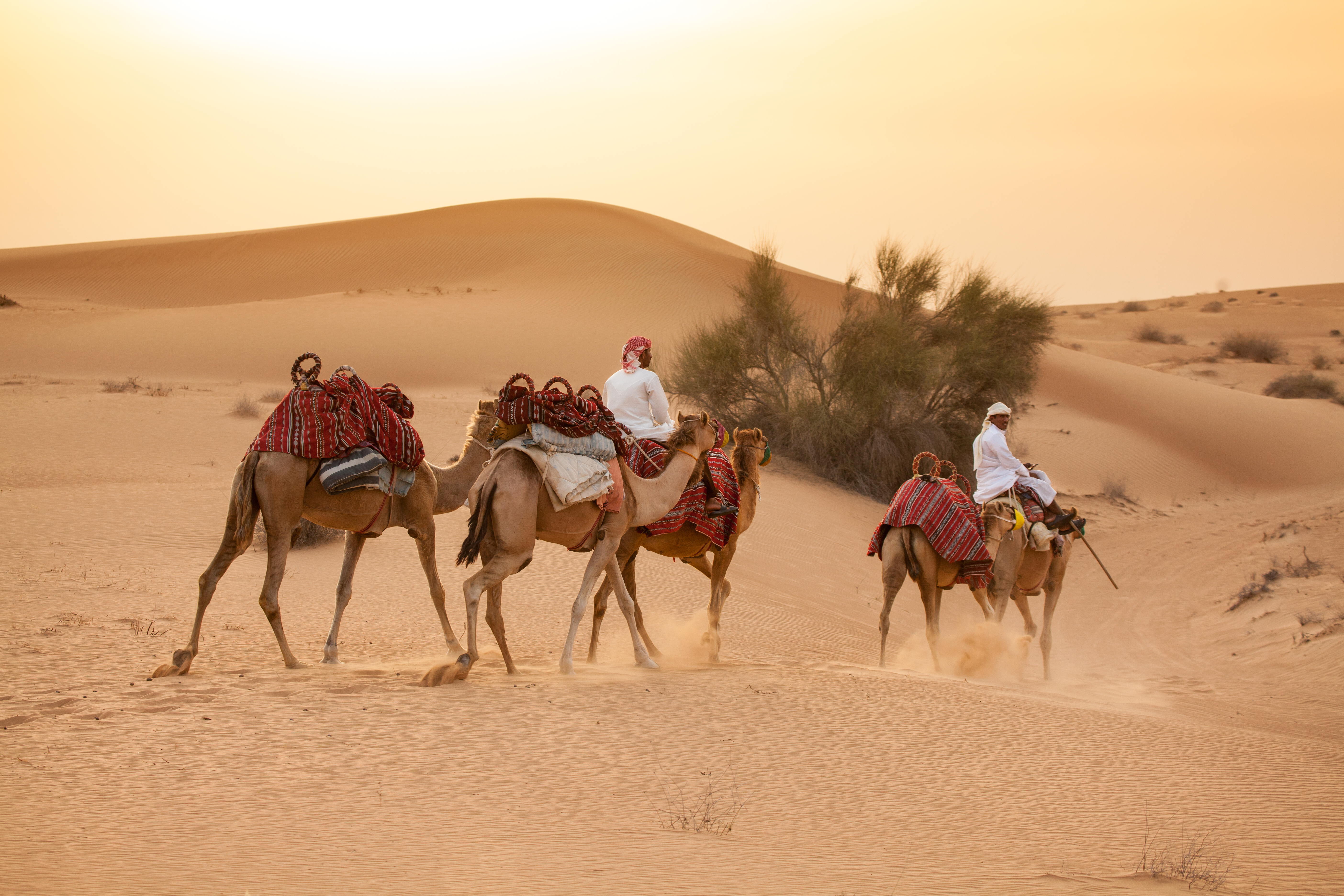 Photo from Dubai Sunset Camel Trekking With BBQ Dinner in Dubai: Gallery Photo 386gqz