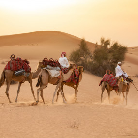 Photo from Dubai Sunset Camel Trekking With BBQ Dinner in Dubai: Gallery Photo 386gqz