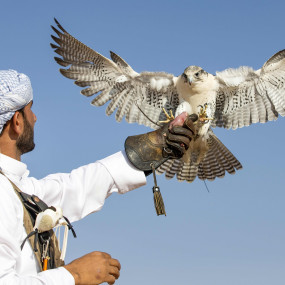 Photo from Dubai Sunset Camel Trekking With BBQ Dinner in Dubai: Gallery Photo 3pom8n