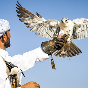 Photo from سفاري صحراوي في أبو ظبي مع شواء وركوب الجمال والتزلج على الرمال in أبوظبي: Gallery Photo zgwmrn