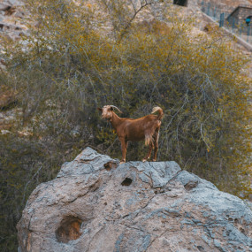 Photo from قمة جيس للمغامرة in رأس الخيمة: Gallery Photo zv9r73