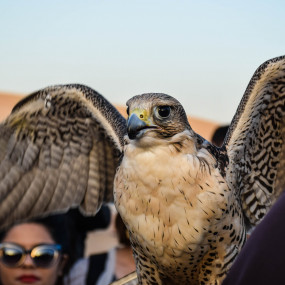 Photo from Deluxe Desert Safari with BBQ and Transfer in Dubai: Gallery Photo m3qx4z