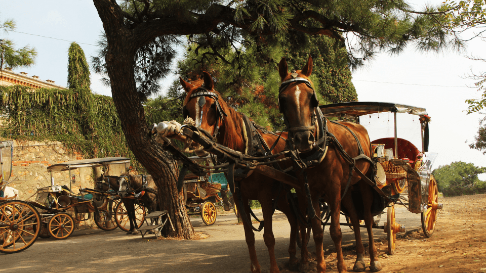 Photo from Full Day Princes Islands (Heybeliada & Büyükada) Tour in Istanbul: Gallery Photo 38wkj3