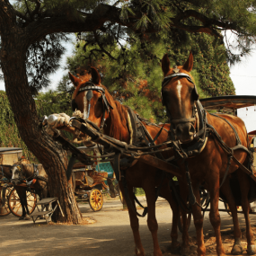 Photo from Full Day Princes Islands (Heybeliada & Büyükada) Tour in Istanbul: Gallery Photo 38wkj3