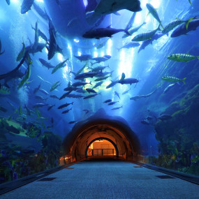 Photo from Dubai Aquarium & Underwater Zoo Old in Dubai: Gallery Photo 3yjr03