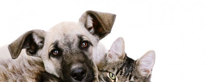 Adoption/Fun Day at Cloud9 :D Adoption/Fun Day at Cloud9 :D