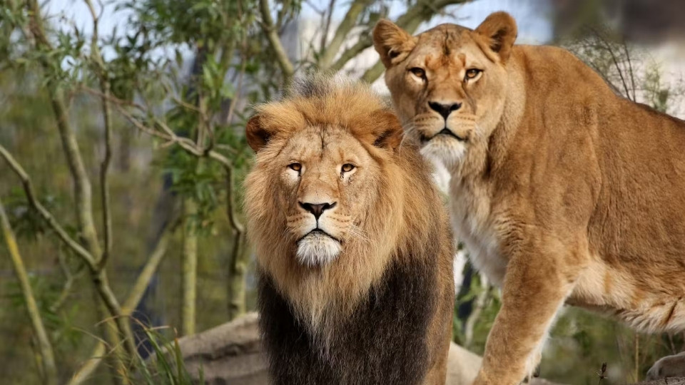 ARTIS Amsterdam Royal Zoo: Entry Ticket