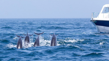 Bandar Rowdha Marina Dolphin Tour Boat Package