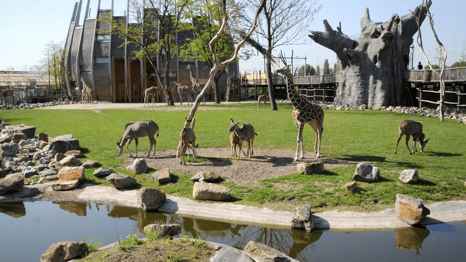 Blijdorp Rotterdam Zoo: Skip The Line Ticket Blijdorp Rotterdam Zoo: Skip The Line Ticket