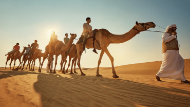 Camel Trekking Experience In Abu Dhabi With Transfers In Land Cruiser Camel Trekking Experience In Abu Dhabi With Transfers In Land Cruiser