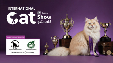 Cat Show in Riyadh Cat Show in Riyadh