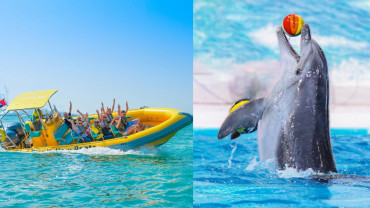 99 Minutes Premium Boat Tour + Free Dolphin & Seal Show - Combo