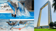 Dubai Frame + Dolphin & Seal Show - Dubai Dolphinarium - Combo