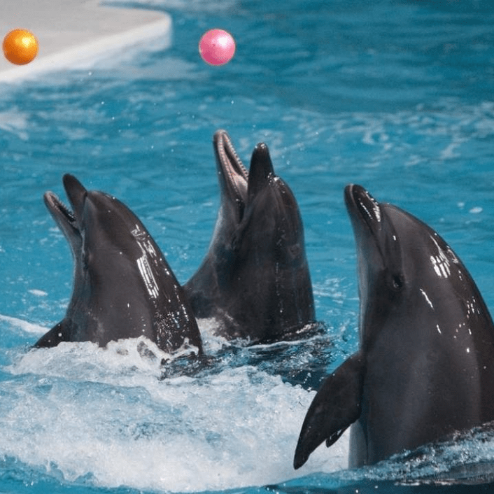 Indoor Attractions