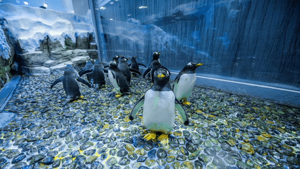 Penguin Cove & Nursery Experience Tickets, Dubai Aquarium & Underwater