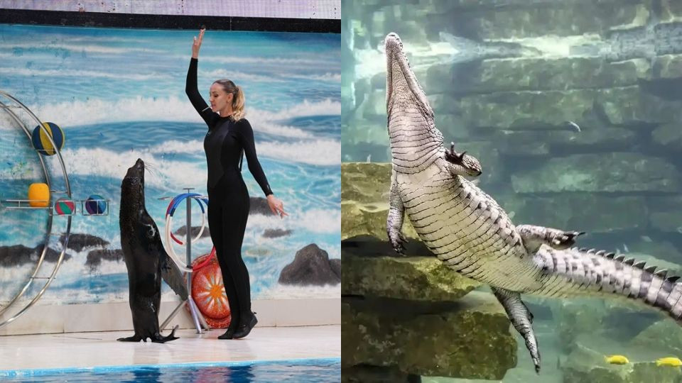 Dubai Crocodile Park + Dolphin and Seal Show - Combo Dubai Crocodile Park + Dolphin and Seal Show - Combo