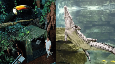 Dubai Crocodile Park + The Green Planet - Combo
