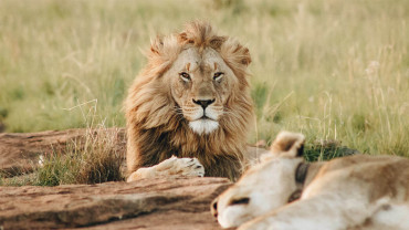 حديقة سفاري دبي حديقة سفاري دبي