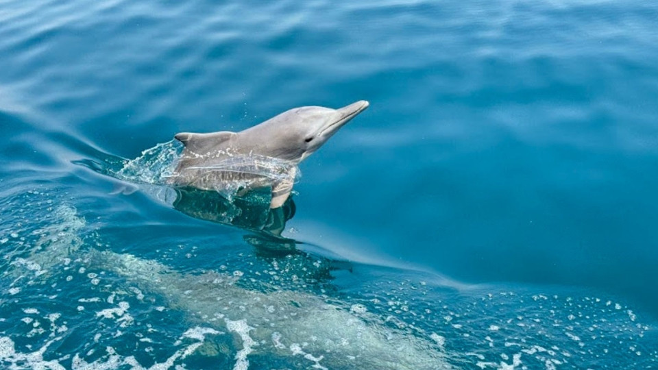 Full Day Dhow Cruise With Lunch Full Day Dhow Cruise With Lunch