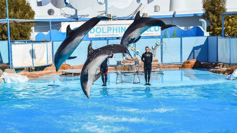 Hurghada: Dolphin World Show with Walruses and Pickup