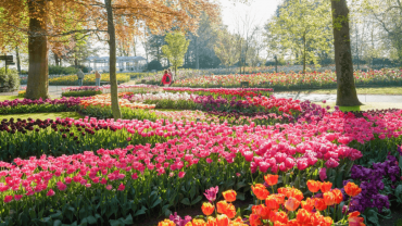Keukenhof: Entry Ticket