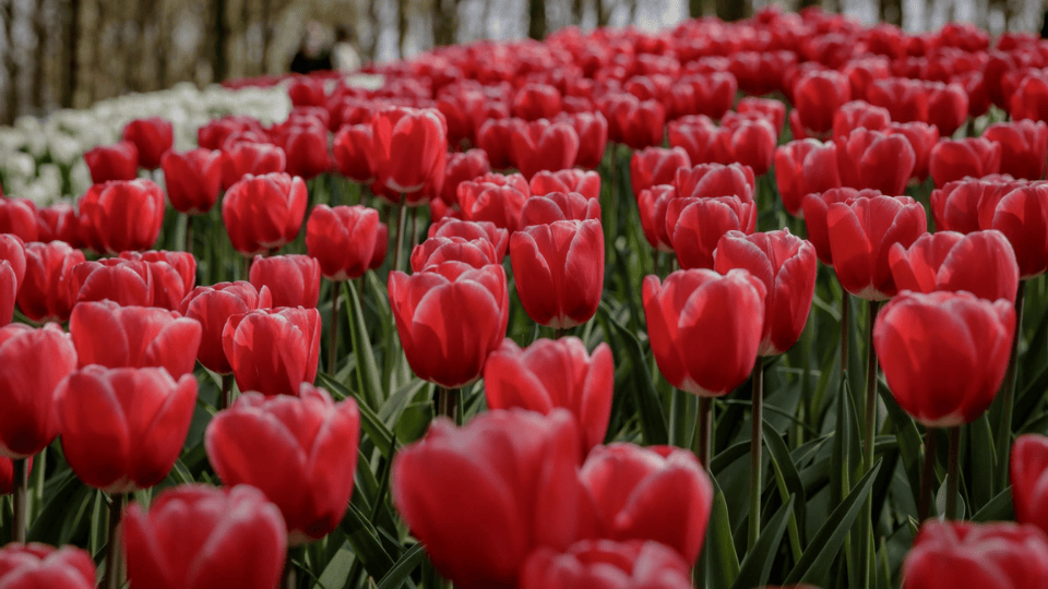 Keukenhof: Entry Ticket + Roundtrip Bus Transfer