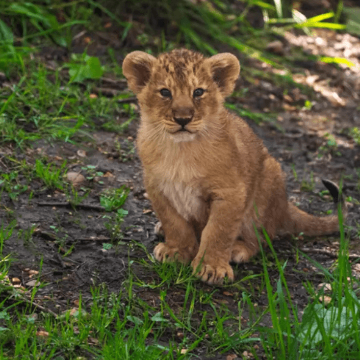 التجارب المضافة حديثًا