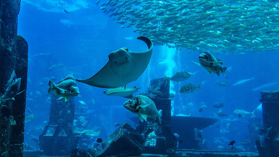 أكواريوم عُمان