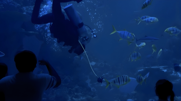 Oman Aquarium at Mall of Muscat