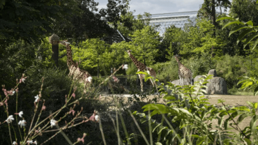 Paris Zoological Park: Entry Ticket